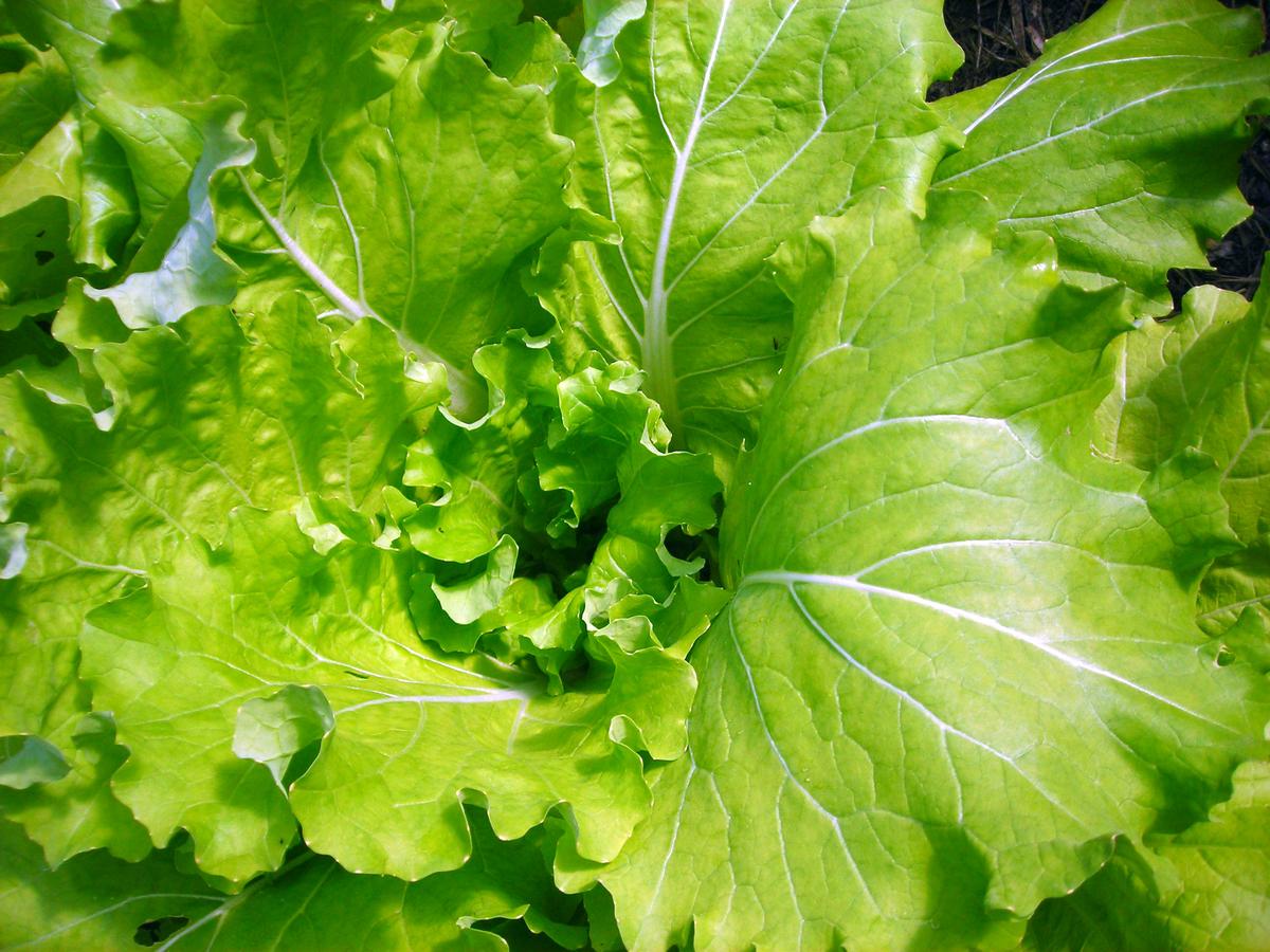 Tokyo Bekana Chinese Cabbage
