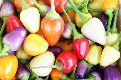 Chinese Five-Color Pepper