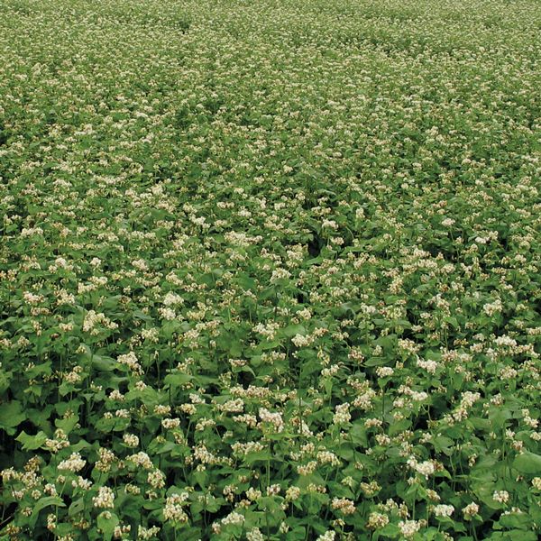 Common Buckwheat