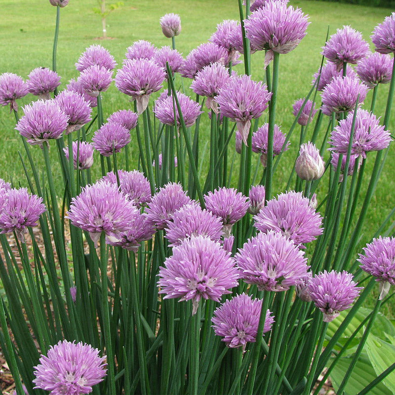 Common Chives