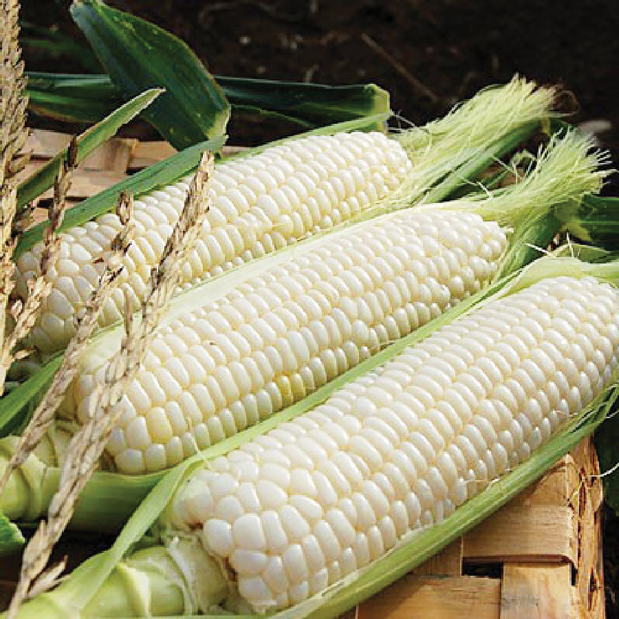 Silver Queen Corn