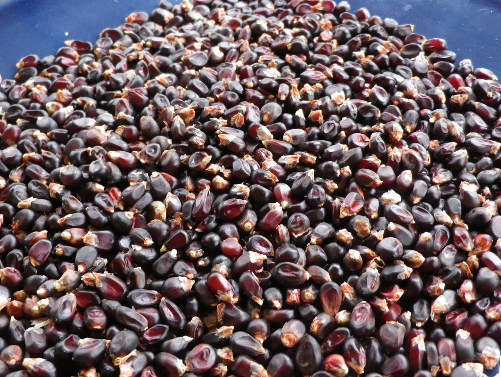 Dakota Black Corn