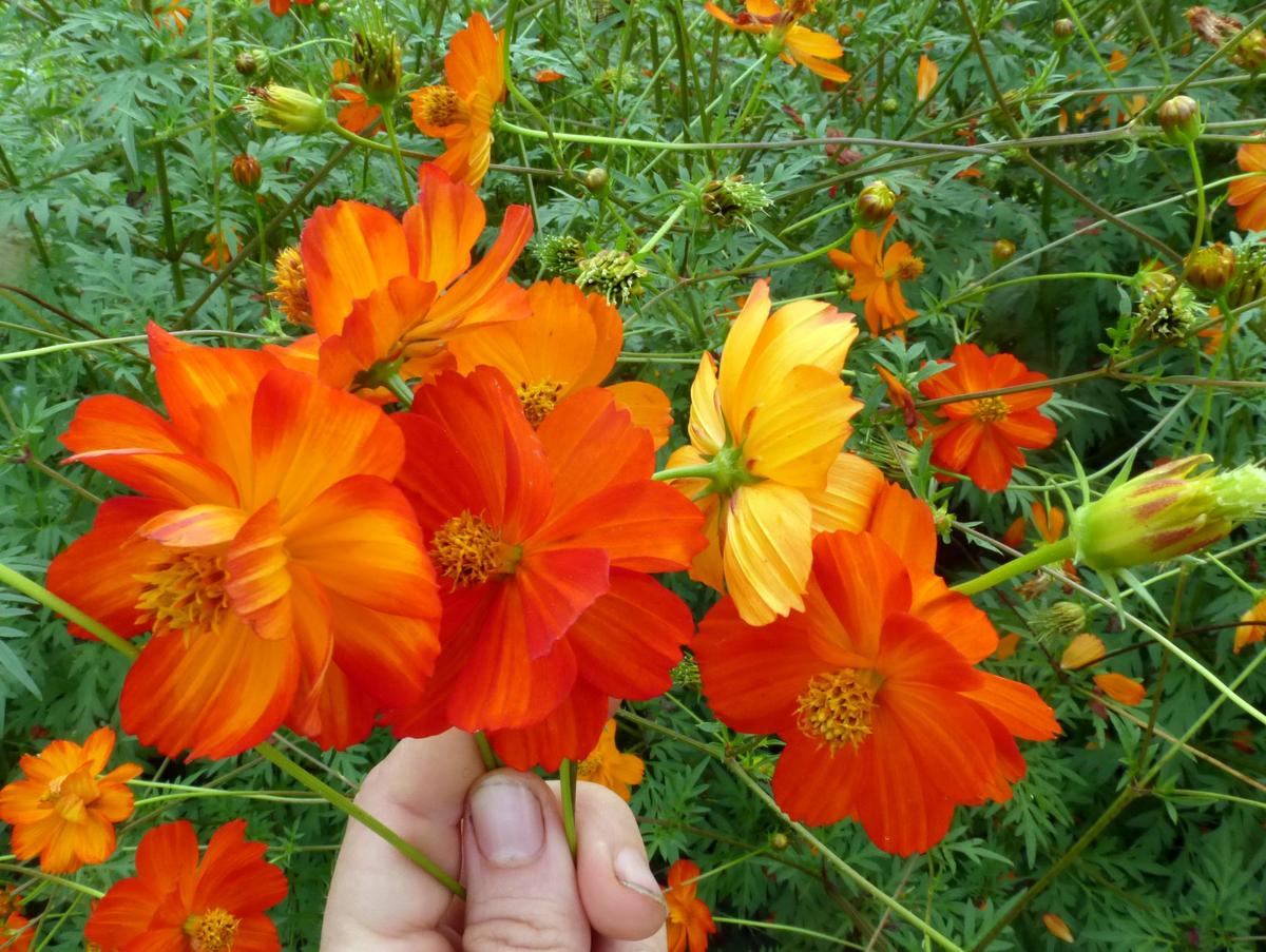 Cosmos, Memories of Mona