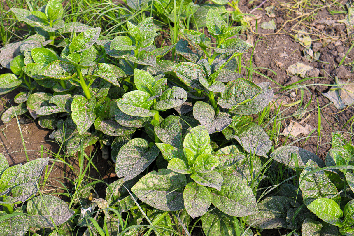 50 GREEN VINES SUPREME MALABAR SPINACH Ceylon Basella Alba Vegetable Seeds