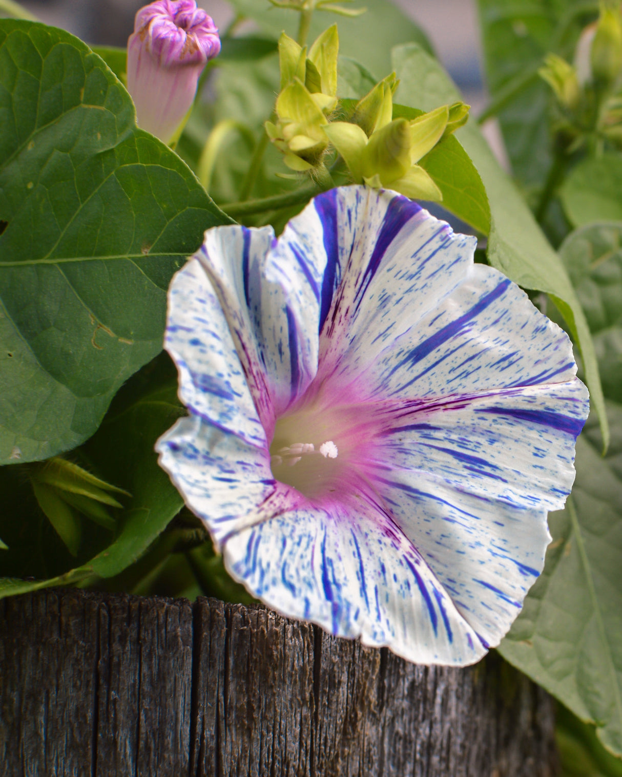 40 CARNEVALE di VENEZIA MORNING GLORY Pink & Purple with White Stripes Ipomoea Purpurea Flower Vine Seeds