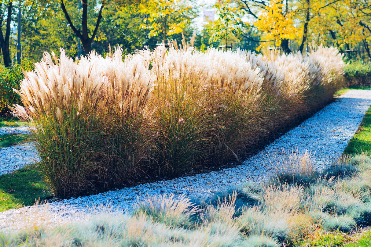 10 SILVER MAIDEN GRASS Miscanthus Sinensis Japanese Pampas Perennial Flower Seeds