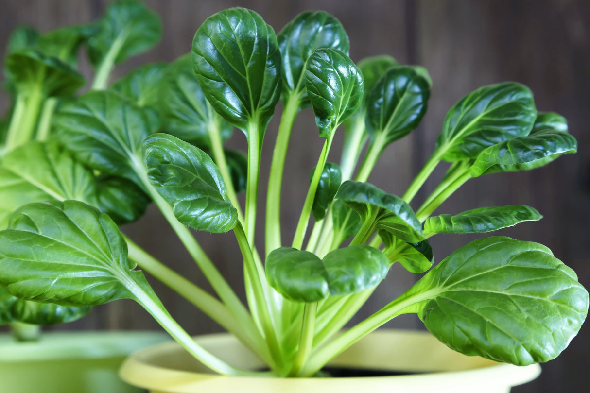1000 TATSOI Brassica Rapa Rosularis Tat Soi Bok Choy Spinach Mustard Vegetable Seeds