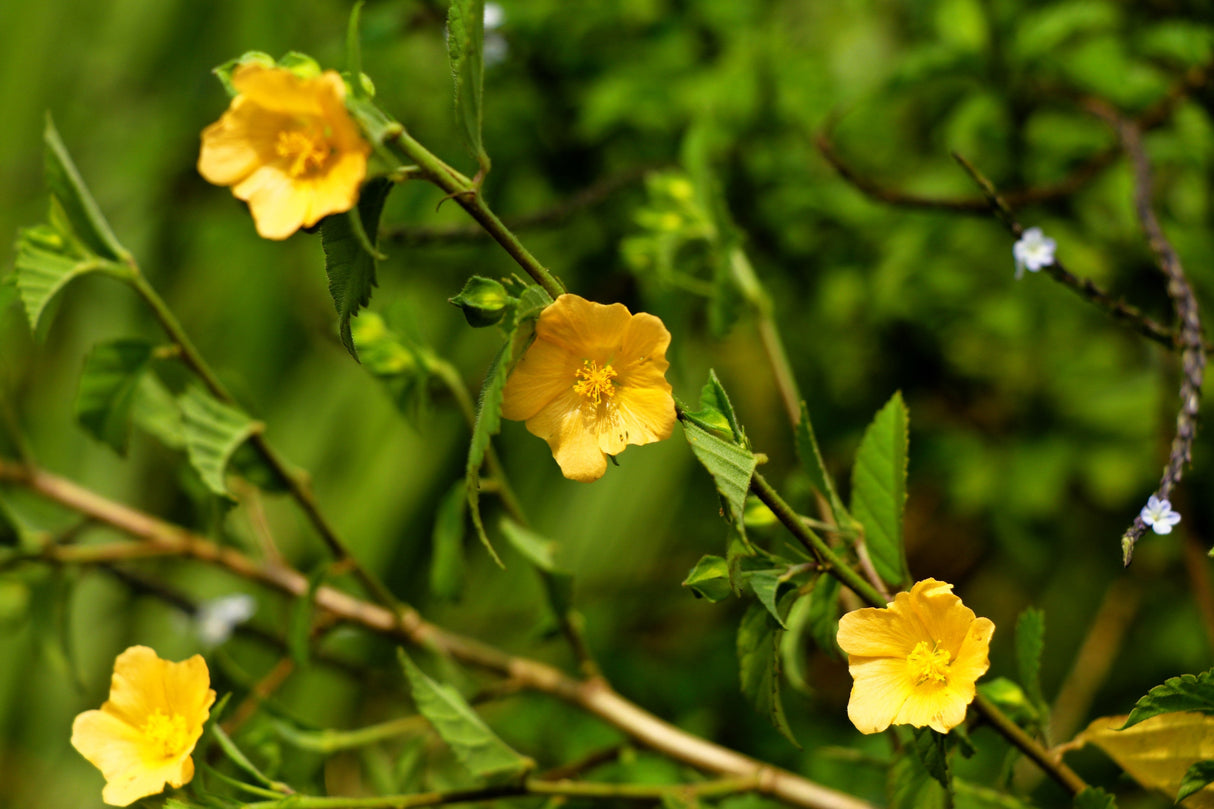 100 COUNTRY MALLOW (Bala / Flannel Weed) Sida Cordifolia Flower Seeds