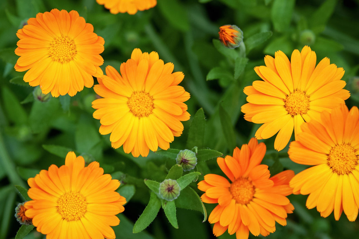 100 ORANGE ENGLISH MARIGOLD (Scotch / Pot Marigold) Calendula Officinalis Flower Seeds