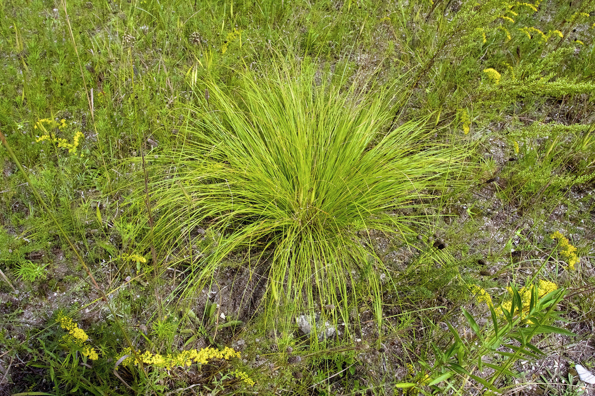 200 PRAIRIE DROPSEED Ornamental Native Grass Sporobolus Heterolepis Seeds