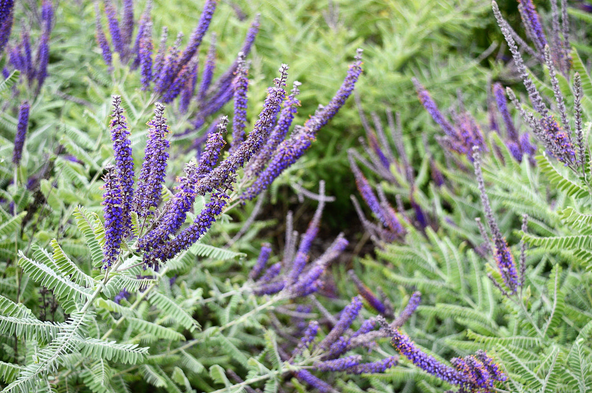 100 Purple LEAD PLANT Amorpha Canescens Wild Tea Downy Indigo Native Flower Seeds