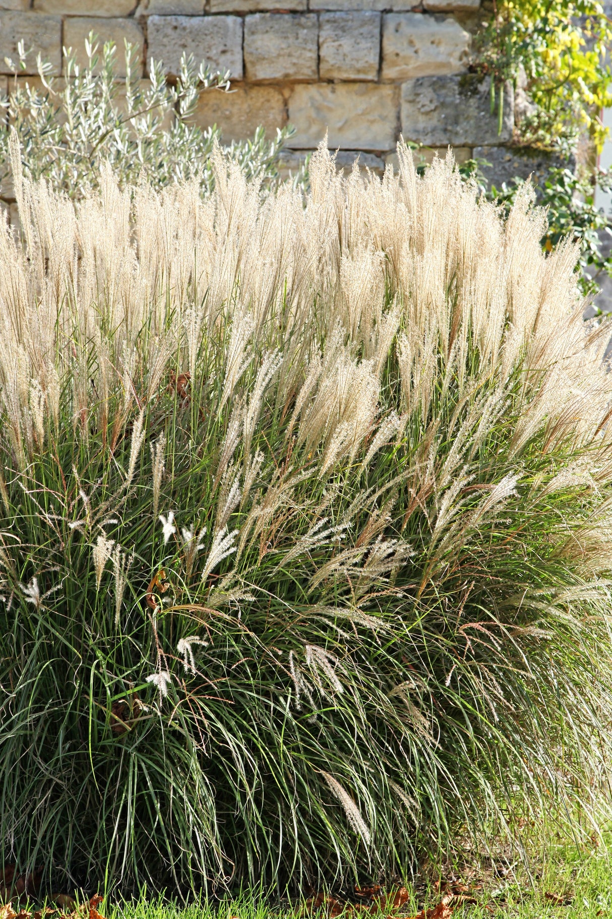 10 SILVER MAIDEN GRASS Miscanthus Sinensis Japanese Pampas Perennial Flower Seeds