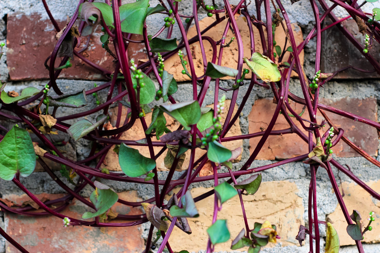 50 RED Stem MALABAR SPINACH Red Vine Ceylon Basella Alba Rubra Vegetable Seeds