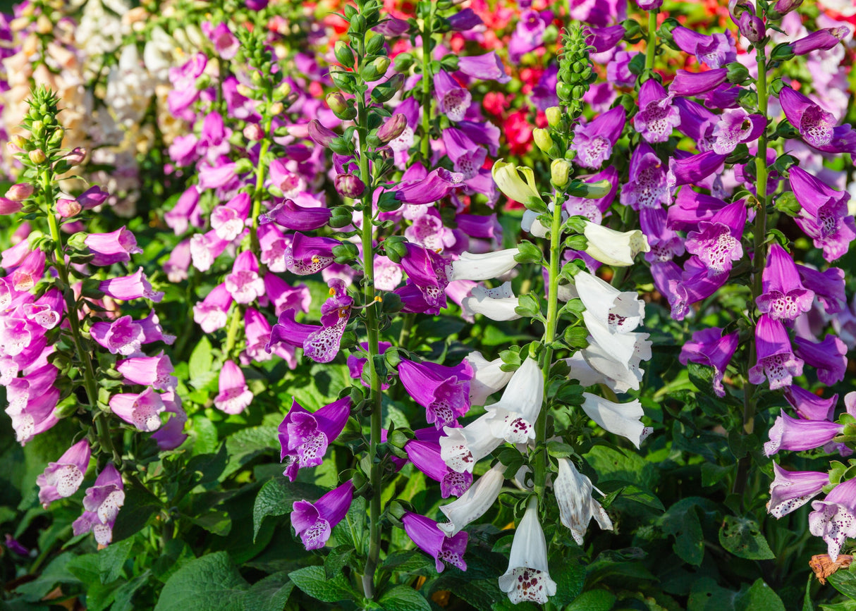 1000 FOXGLOVE EXCELSIOR MIX Digitalis Purpurea Mixed Colors Flower Seeds