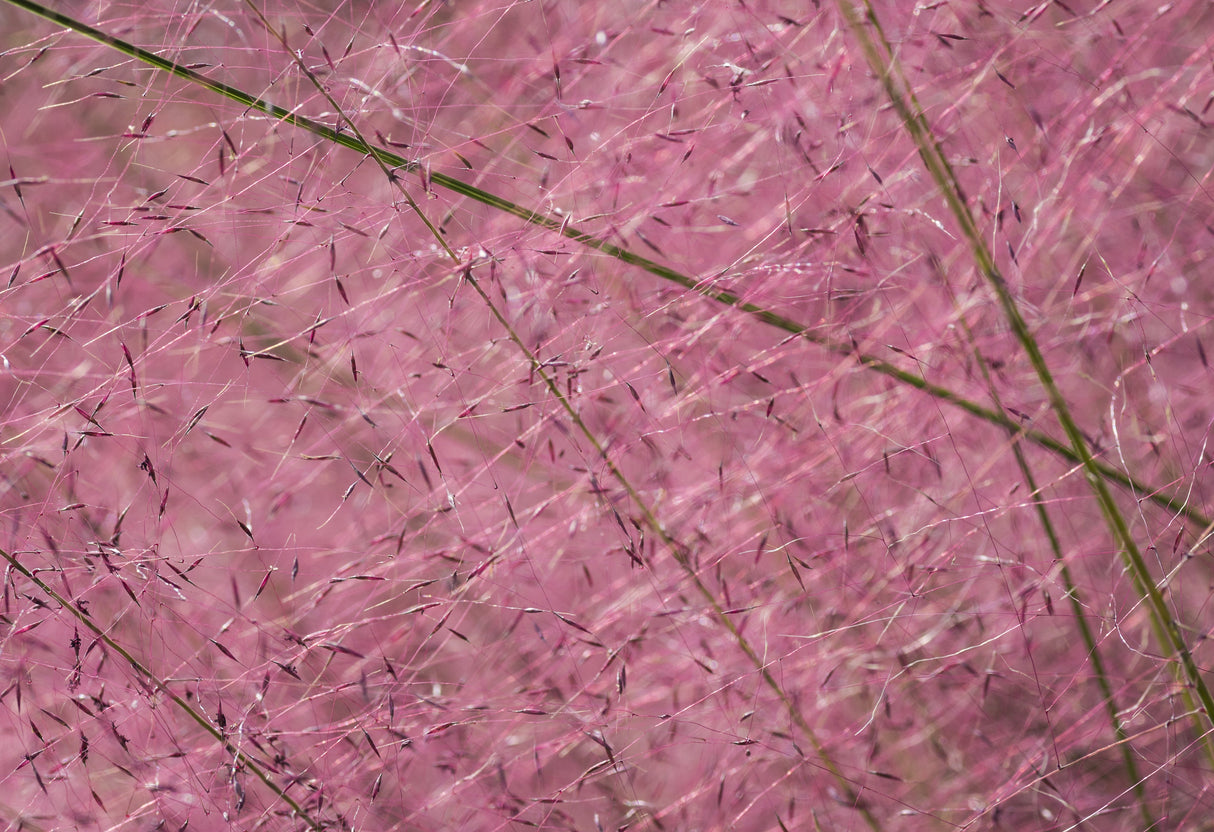 100 PURPLE LOVEGRASS Eragrostis Spectabilis Native Love Grass Flower Seeds