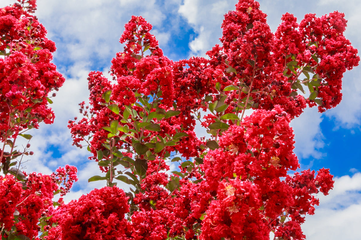 50 MIXED CREPE MYRTLE Lagerstroemia Indica Tree Shrub Crape 6 Color Mix - Red, Purple, Light Pink, Dark Pink, White, & Lilac Flower Seeds
