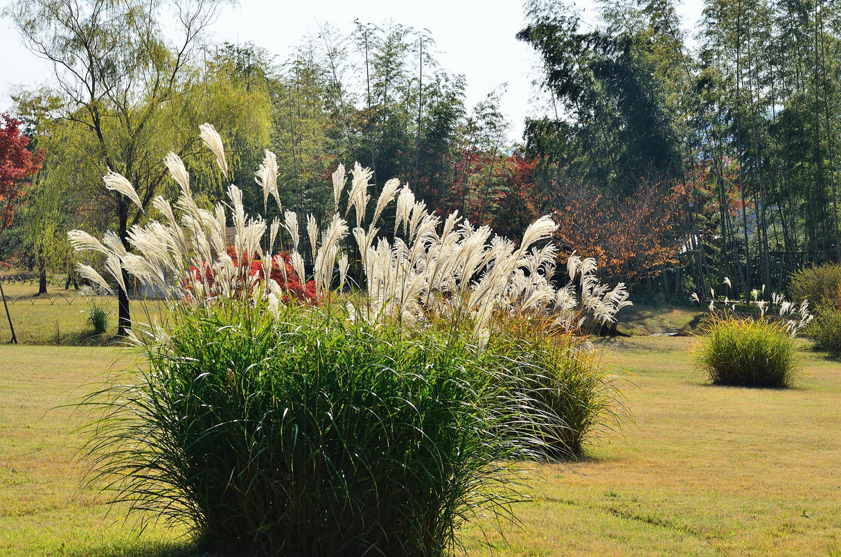 10 SILVER MAIDEN GRASS Miscanthus Sinensis Japanese Pampas Perennial Flower Seeds