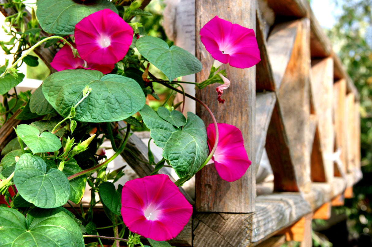 50 SCARLET O'Hara MORNING GLORY Red Ipomoea Nil Flower Vine Seeds