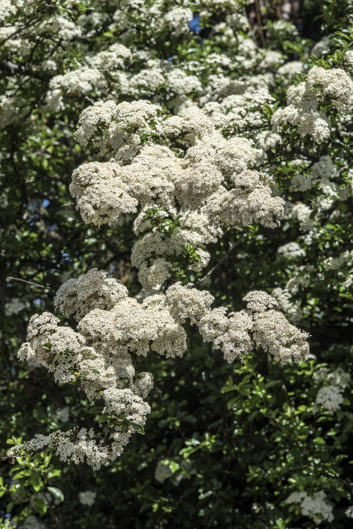 50 White CHINESE SPIREA Spiraea Chinensis Meadowsweet Flower Bush Shrub Seeds