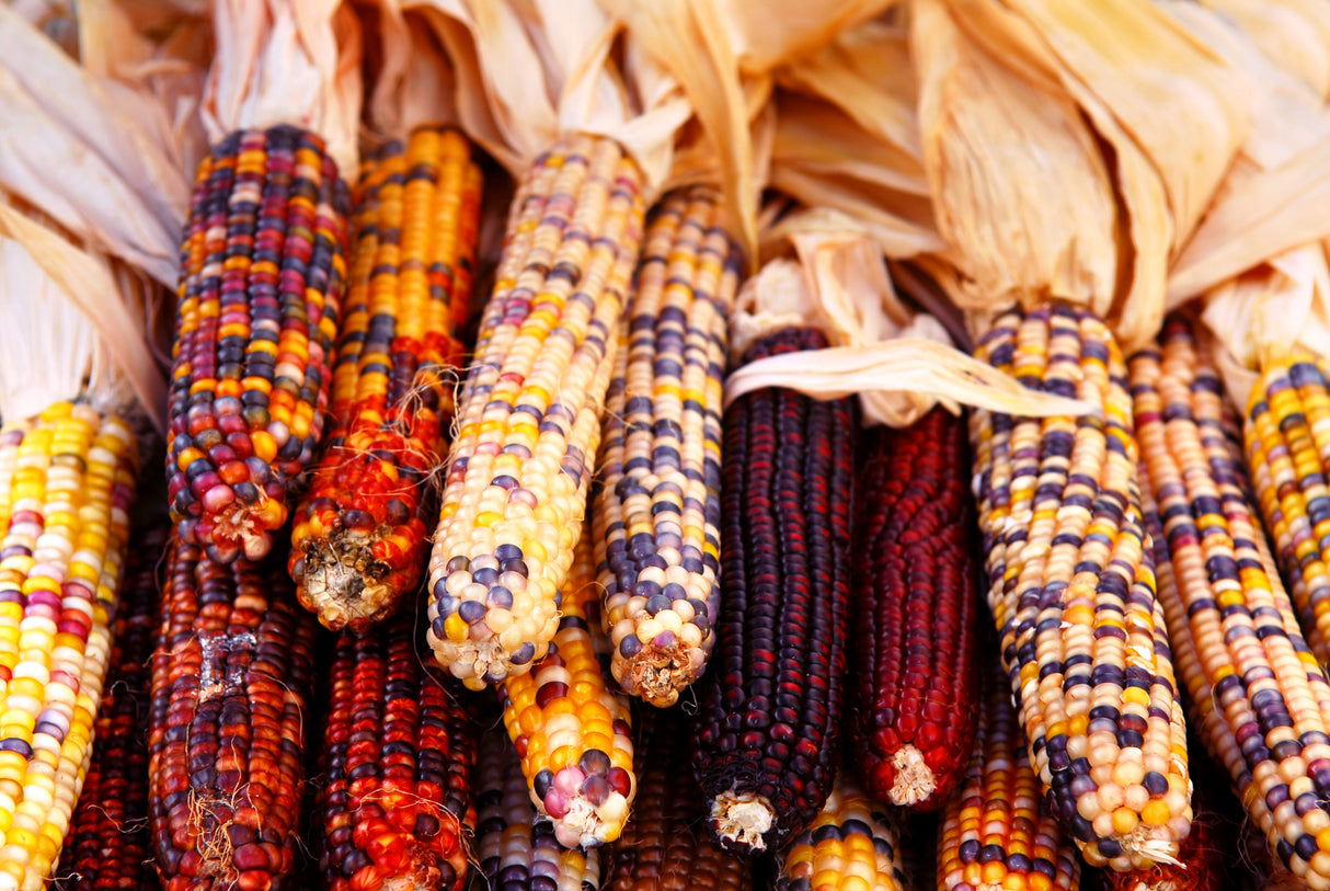 50 Indian MINI MIX CORN Miniature 4" Ears Ornamental Zea Mays Vegetable Seeds