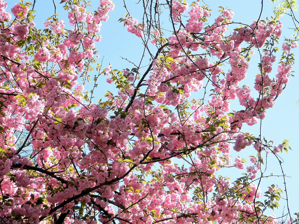 5 HIMALAYAN CHERRY Prunus Cerasoides Pink Flowers Red Fruit Tree Seeds