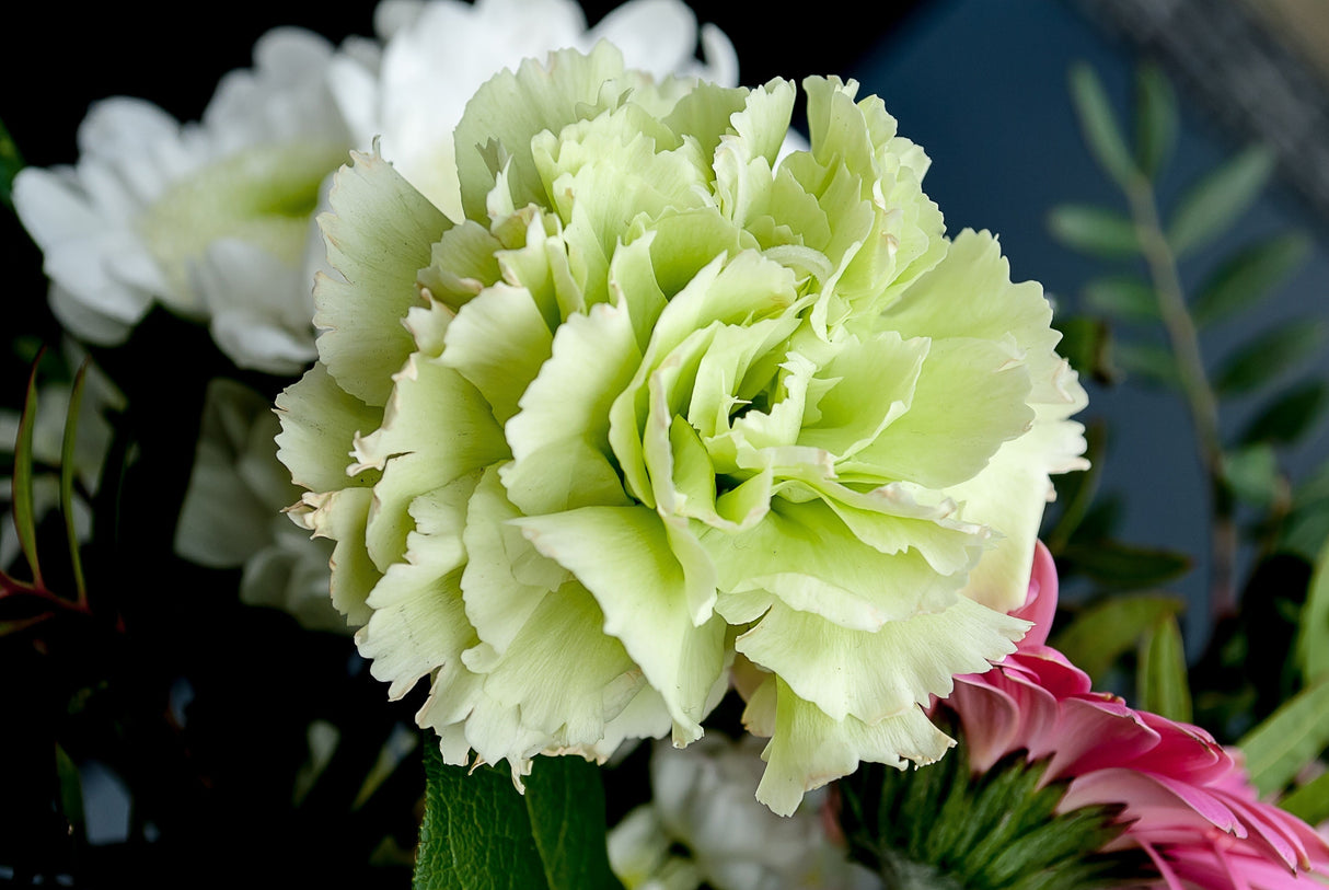 100 RAINBOW CARNATION Mix Mixed Colors Dianthus Caryophyllus Flower Seeds