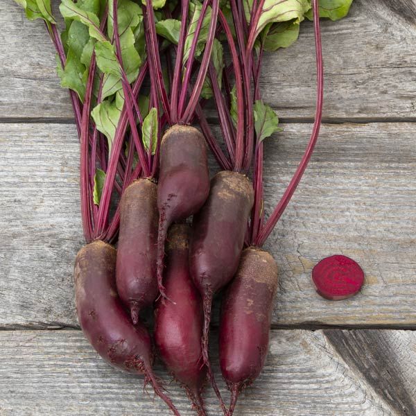 Formanova Beet