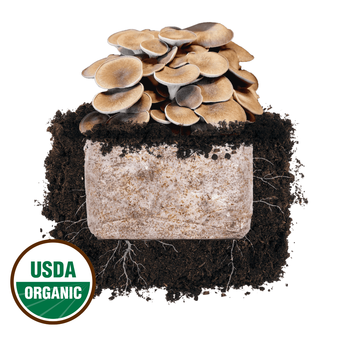 Black King Oyster 'Plant & Grow' Mushroom Starter Block