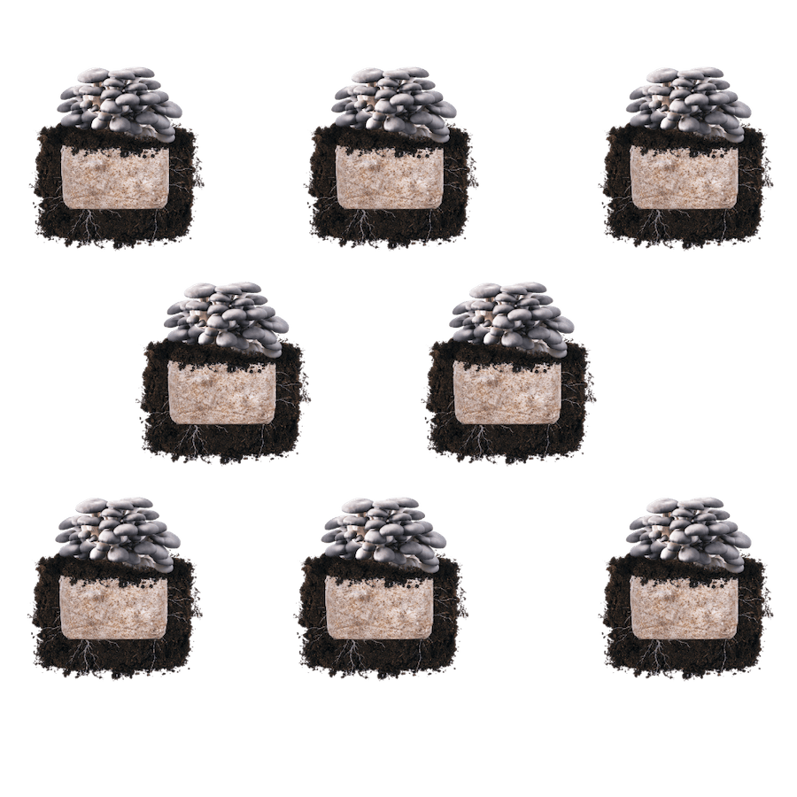 Blue Oyster 'Plant & Grow' Mushroom Starter Block