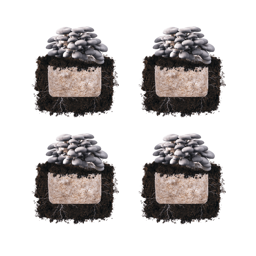 Blue Oyster 'Plant & Grow' Mushroom Starter Block