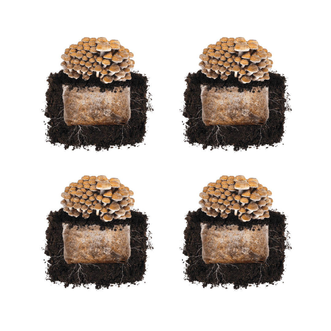 Chestnut 'Plant & Grow' Mushroom Starter Block
