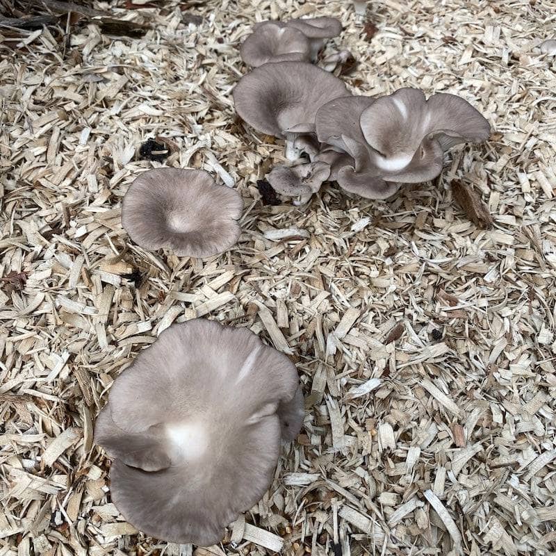 Italian Oyster 'Plant & Grow' Mushroom Starter Block