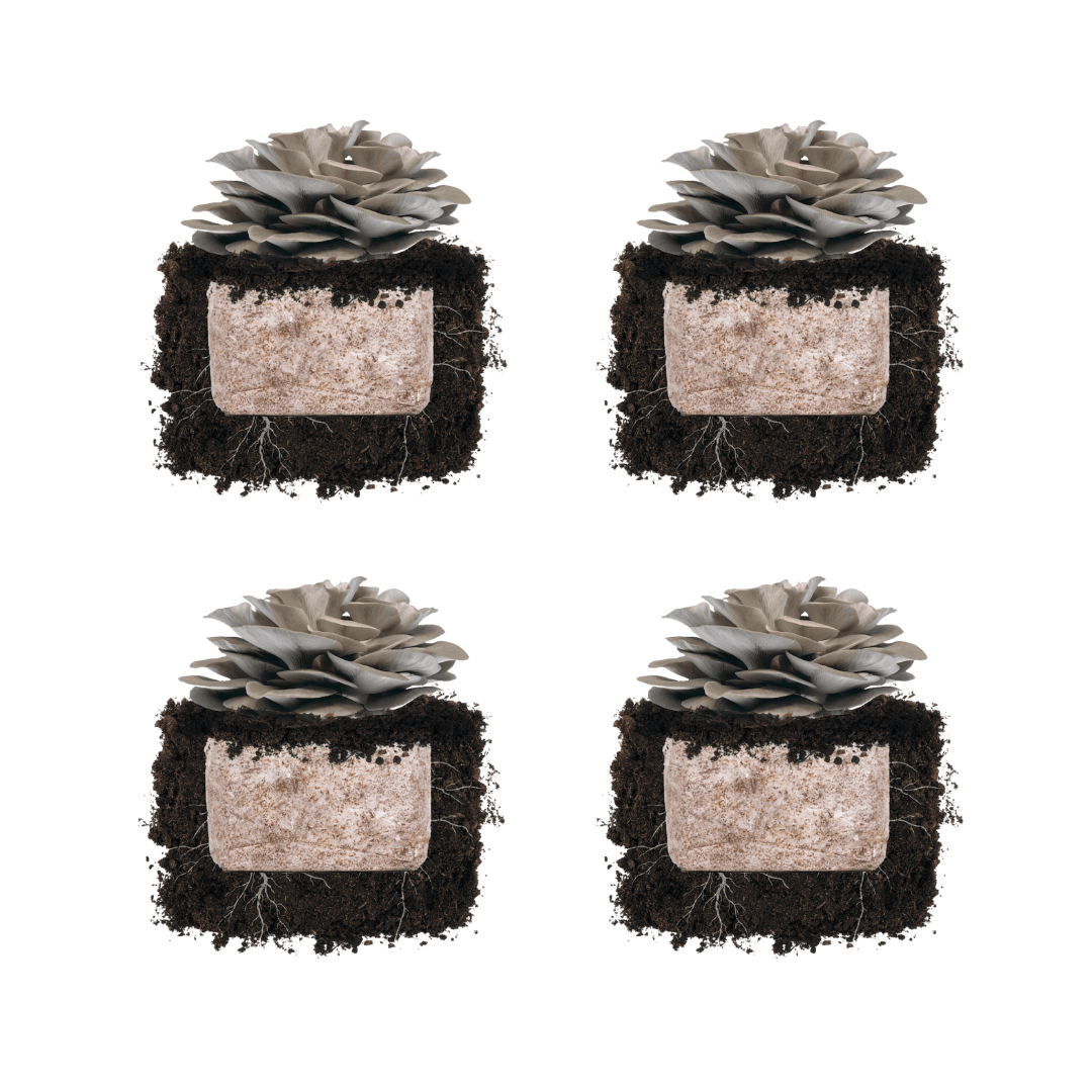 Italian Oyster 'Plant & Grow' Mushroom Starter Block