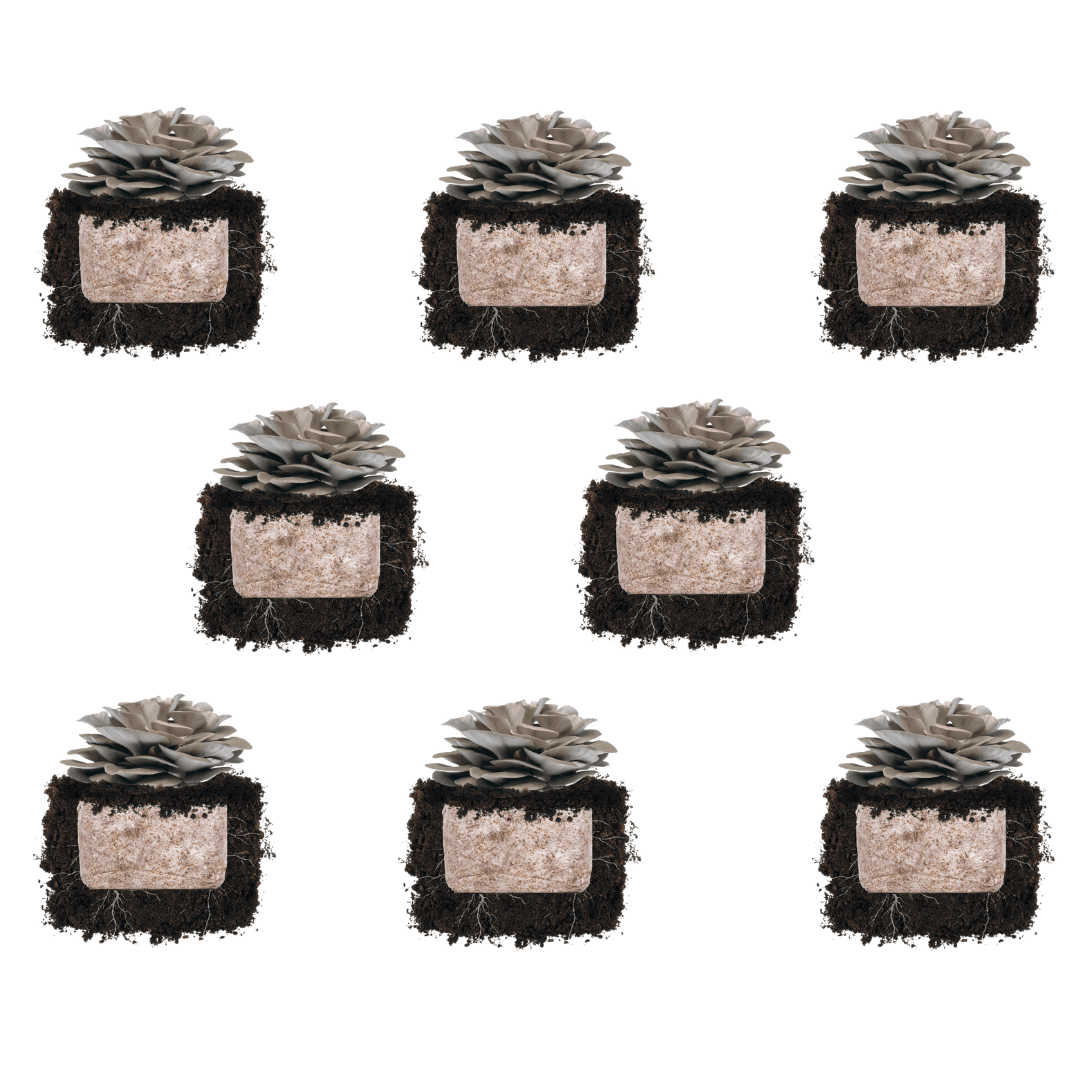 Italian Oyster 'Plant & Grow' Mushroom Starter Block