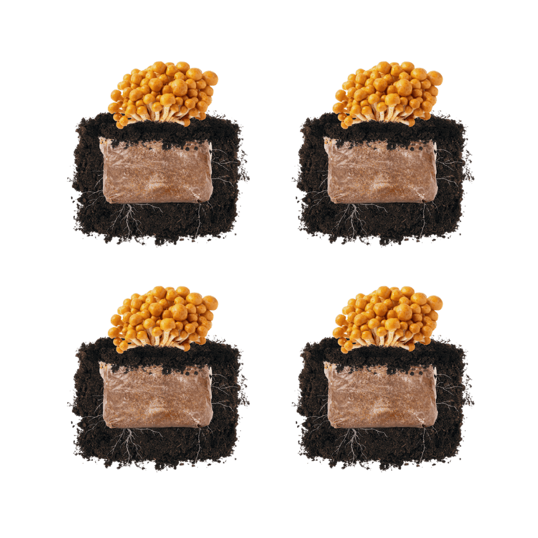 Nameko 'Plant & Grow' Mushroom Starter Block