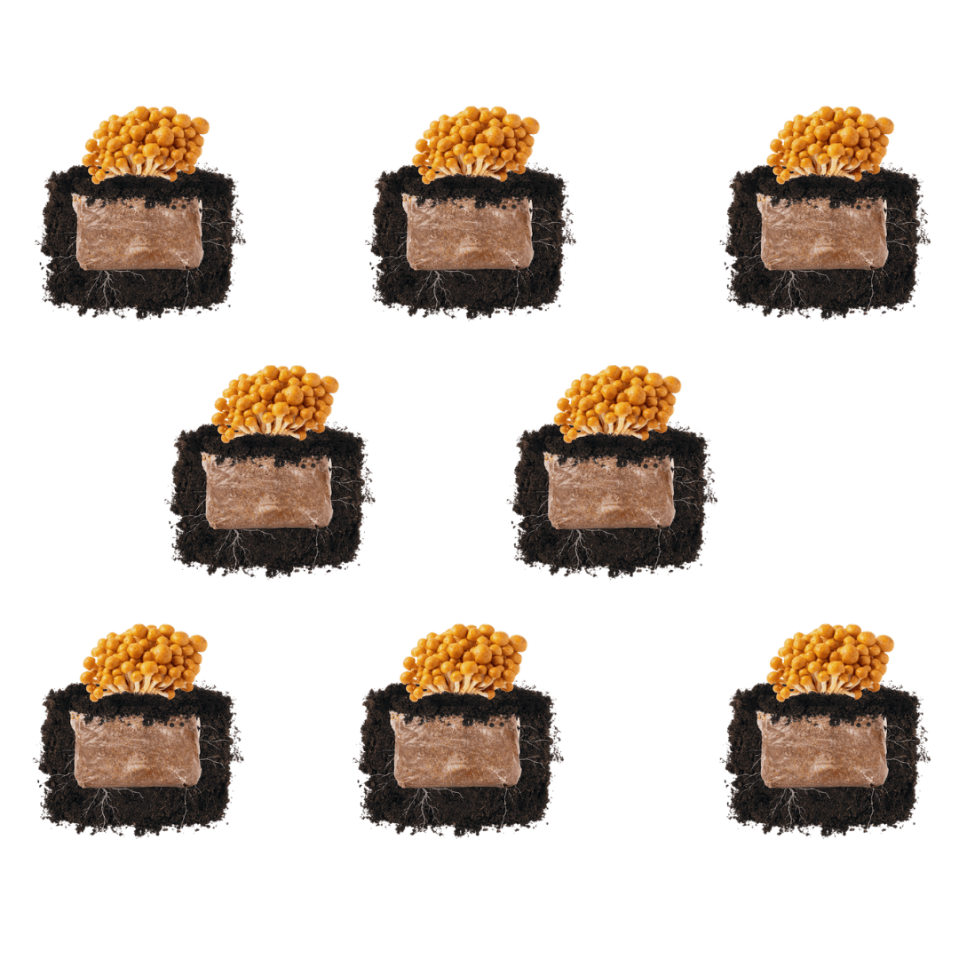 Nameko 'Plant & Grow' Mushroom Starter Block