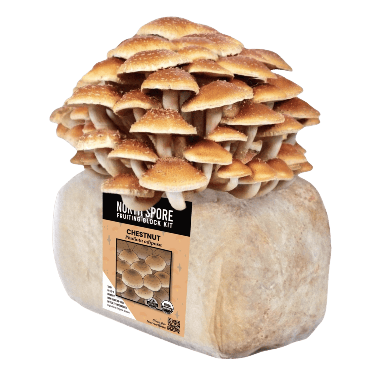 Organic Chestnut Mushroom Grow Kit Fruiting Block