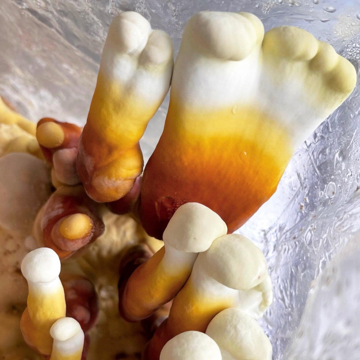 Reishi 'Plant & Grow' Mushroom Starter Block