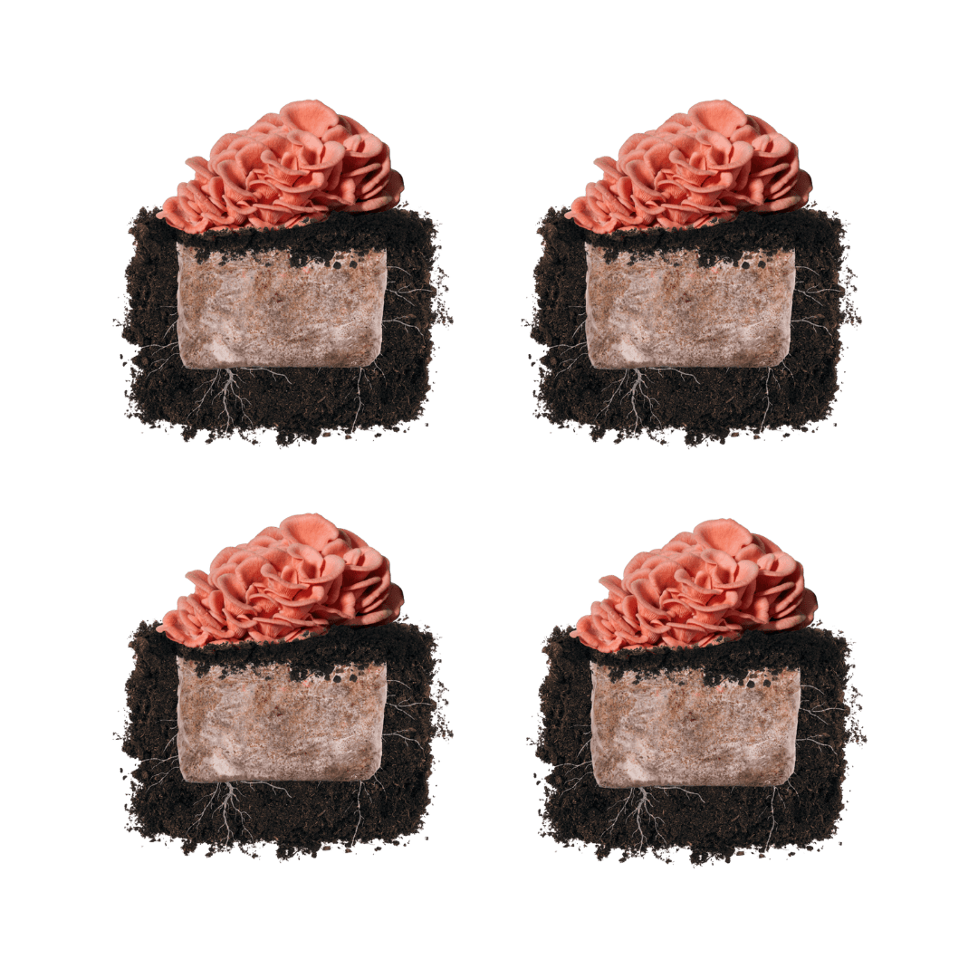 Pink Oyster 'Plant & Grow' Mushroom Starter Block