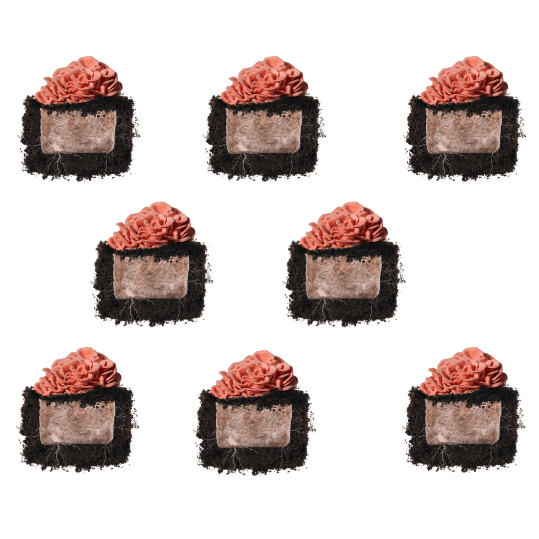 Pink Oyster 'Plant & Grow' Mushroom Starter Block