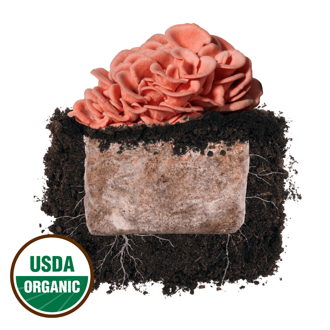 Pink Oyster 'Plant & Grow' Mushroom Starter Block