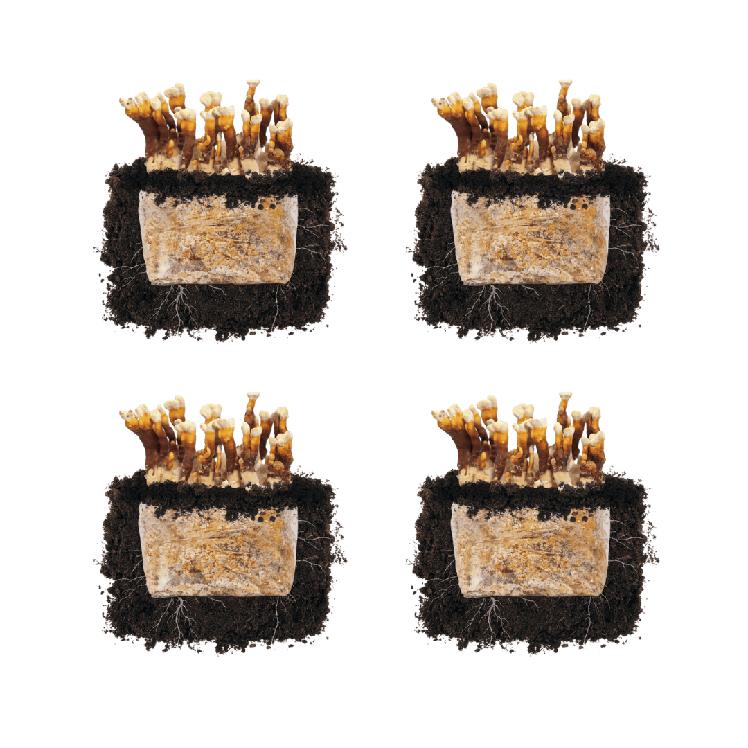 Reishi 'Plant & Grow' Mushroom Starter Block