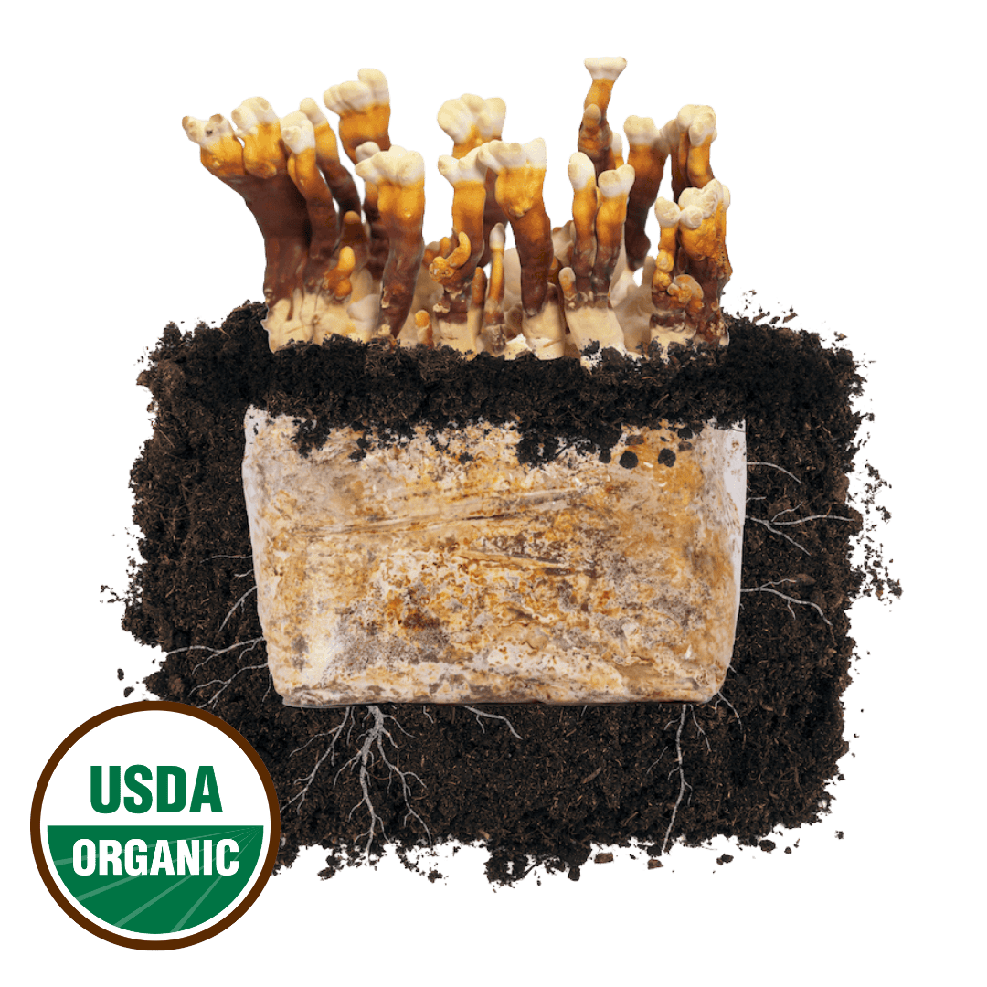 Reishi 'Plant & Grow' Mushroom Starter Block