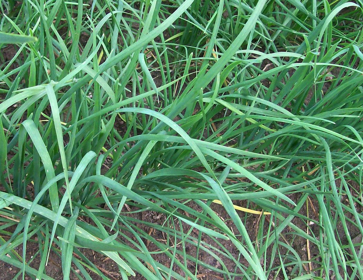 Garlic Chives (Chinese Leeks, Chinese Chives)