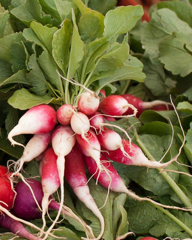 French Breakfast Radish Seeds (Organic)