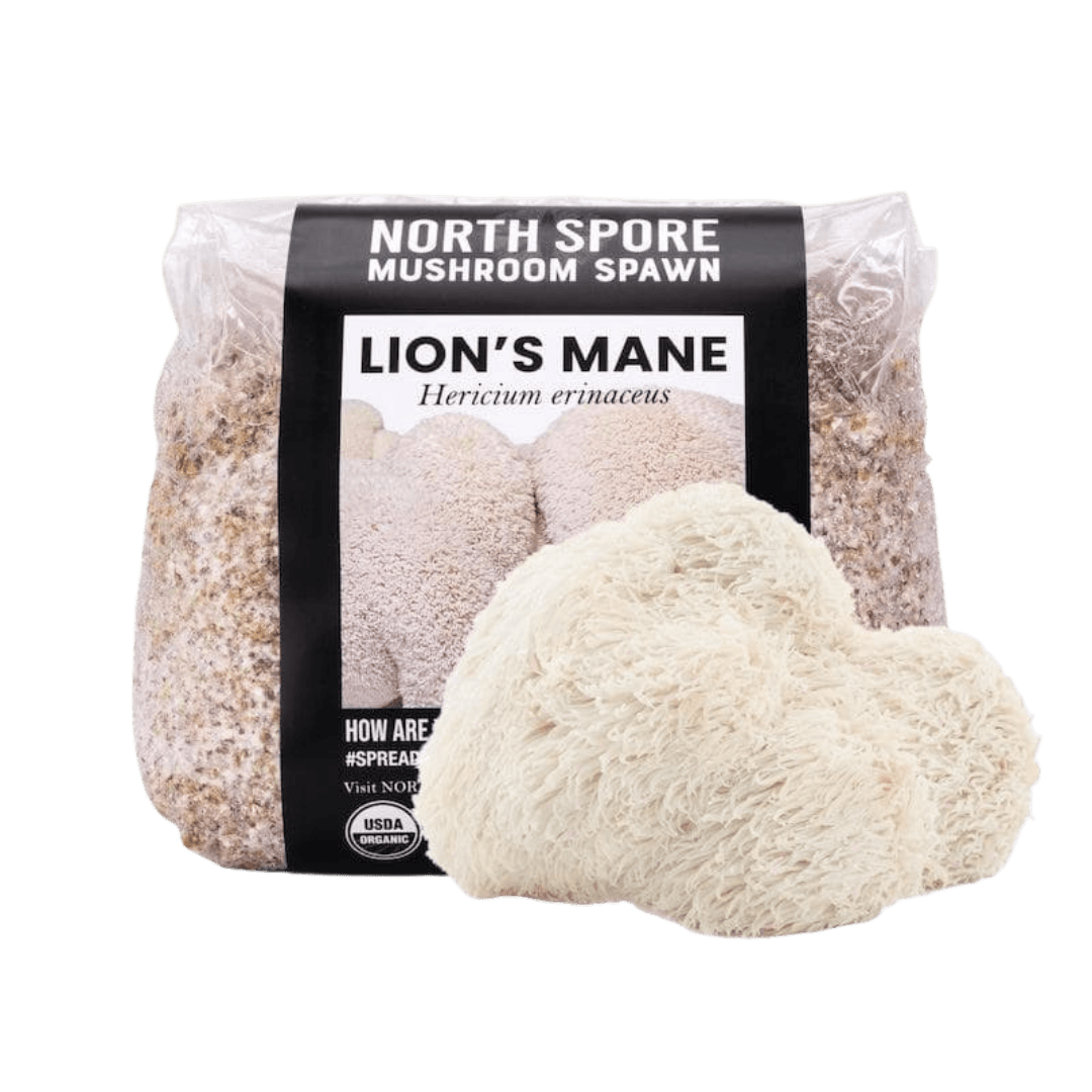 Organic Lion's Mane Mushroom Grain Spawn