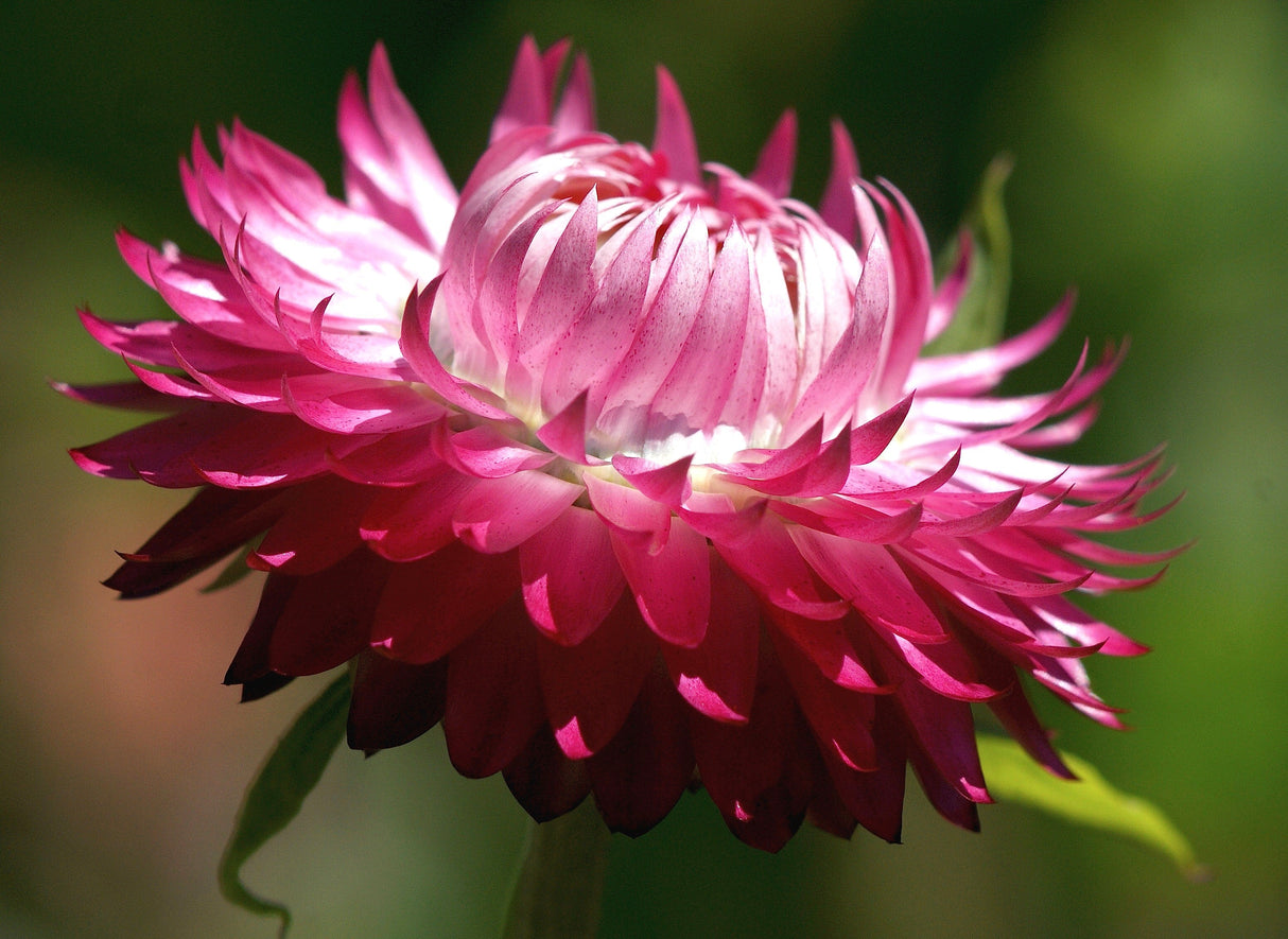 50 PINK DOUBLE STRAWFLOWER Helichrysum Xerochrysum Bracteatum Flower Seeds