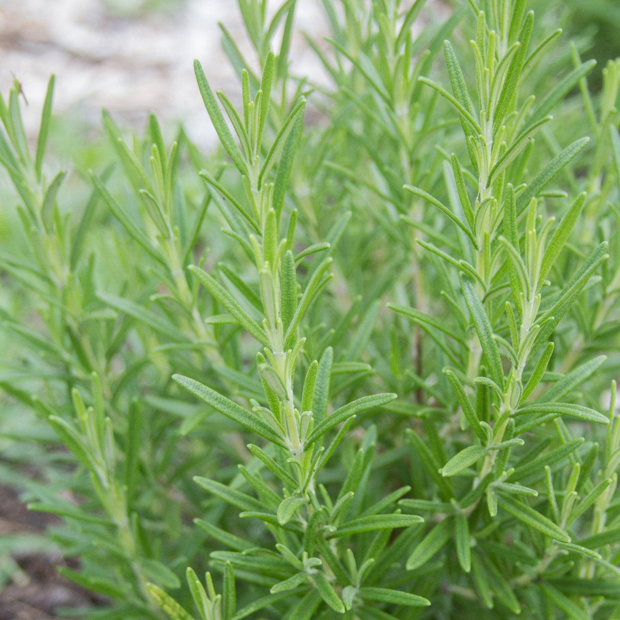 Rosemary