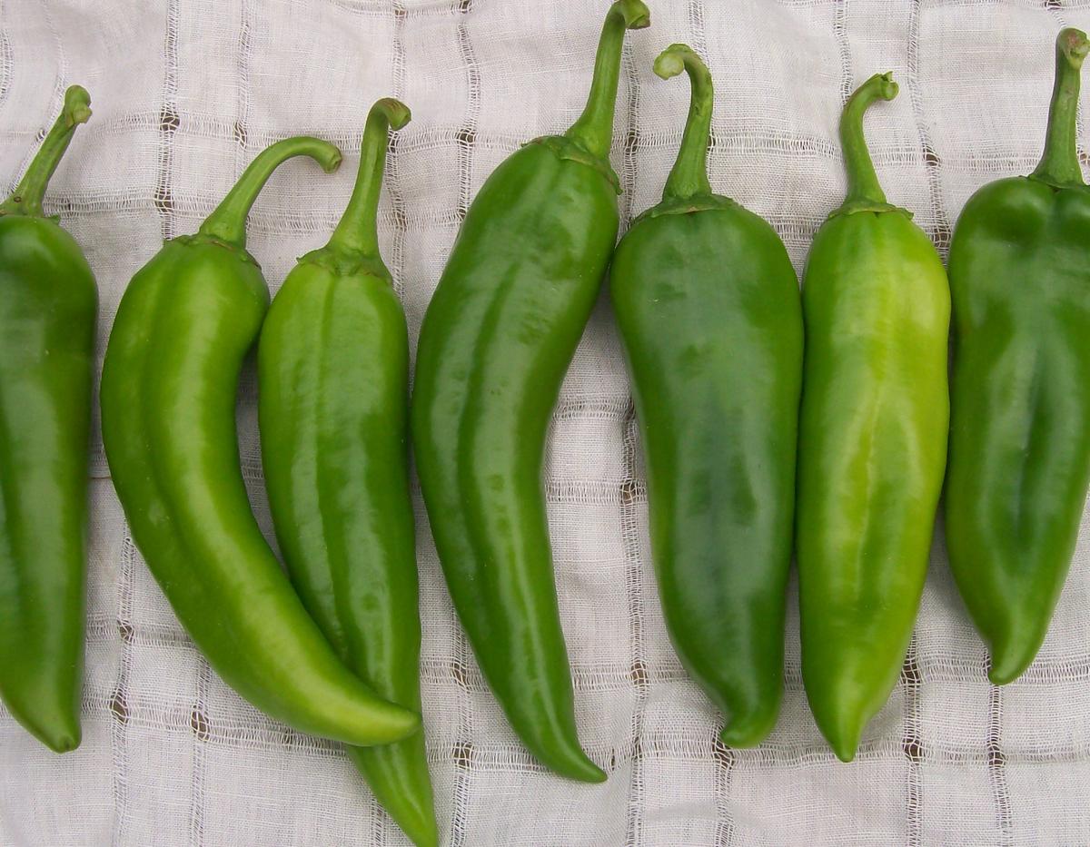 Anaheim Chile Hot Pepper
