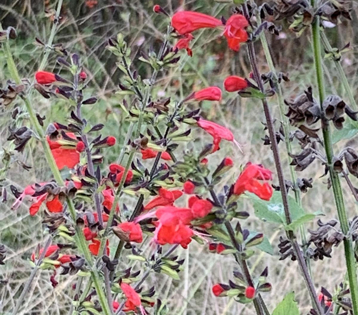 Scarlet Sage